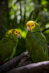 Vertical shot of beautiful Amazon parrots sitting on a branch and looking at the camera