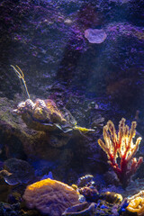 Vertical shot of a beautiful underwater world with a permeated sun's rays