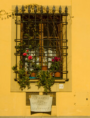 window with flowers in the town