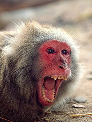 Vertical closeup shot of a growling red macaque face