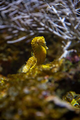 Vertical closeup of a yellow seahorse (Hippocampus kuda) underwater © Aj Studios/Wirestock Creators