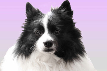 black and white spitz dog on pastel background