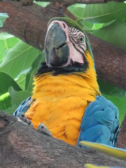 macaw ara ararauna