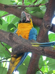 macaw ara ararauna