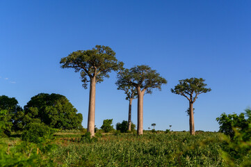 Beautiful view of baobab trees against blue sky in bright sunlight in Madagascar
