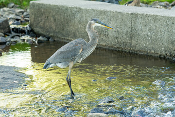 Great Blue Heron Bird Ardea Herodias Wading in a River 