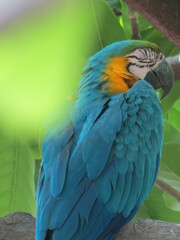 macaw ara ararauna