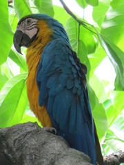 macaw ara ararauna
