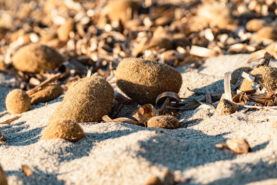 Closeup shot of dried Posidonia oceanica fiber balls on the shore in Sardegna, Italy
