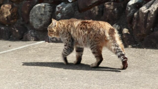 晴れた日のキジトラ猫の野良猫お散歩
