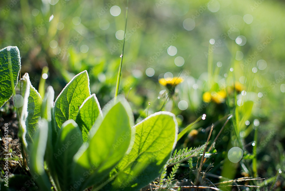 Wall mural Closeup photo of plants and grass in nature under sunbeams