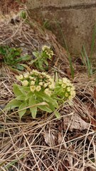 フキノトウ　蕗の薹