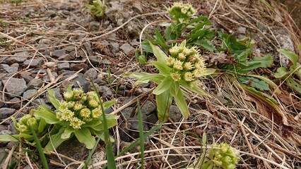 フキノトウ　蕗の薹