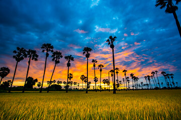 Fototapeta na wymiar sunrise in the rice and palm meadow