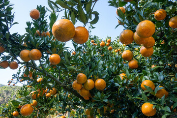 Many oranges and green leaves on an orange tree.