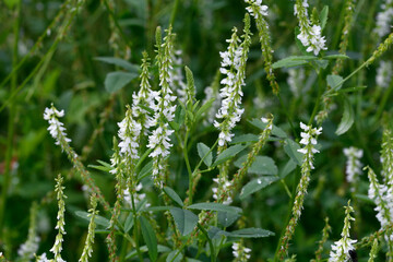 シロバナシナガワハギの花（北海道・層雲峡）
