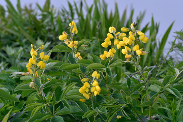 センダイハギの花（北海道・知床）

