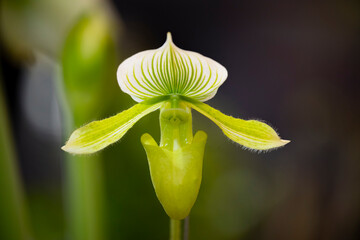 Obraz premium tulip on black