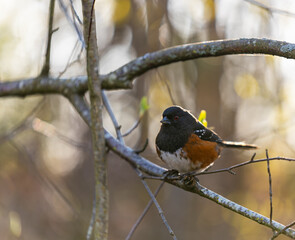 Spotted Towhee. Spotted Towhee bird perched on tree branch
