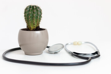 Stethoscope lies on white isolated background with cactus in the middle. Medical concept of...