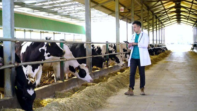 Side view of young male agricultural engineer or vet in white coat making notes in tablet computer while examining dairy cows eating hay standing in stalls in farm cowshed