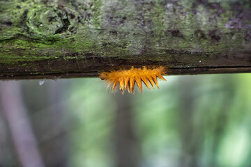 Eine orangene Raube auf einem Holzzaun