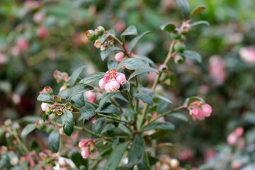 Obraz premium Flowering berry bush Blueberry high (lat. Vaccinium corymbosum)