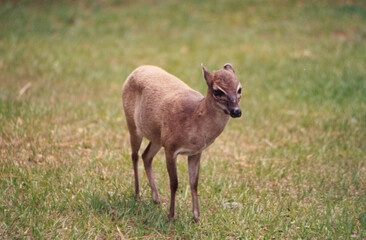 Pigmy antelope standing in short grass