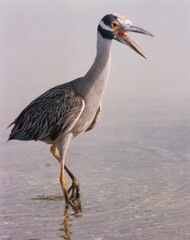 Black crowned night heron in water with open beak