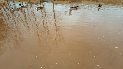 Geese swimming on a flooded field