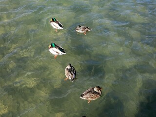 ducks on the water in lake tahoe 