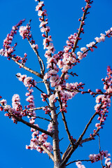 梅と青空