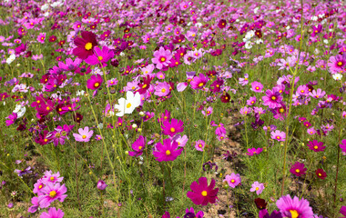 Pink Cosmos flower blooming in the field on a sunny day
