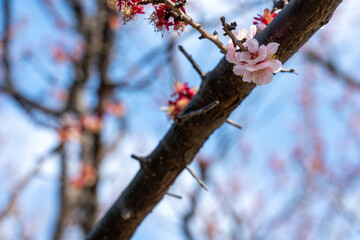 もうすぐ咲くよ