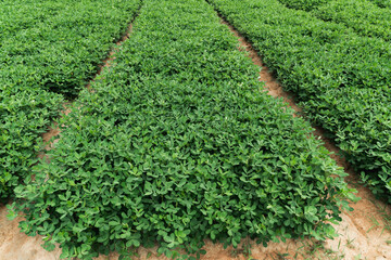 Peanuts are growing in the fields and are very fertile.