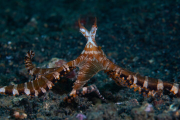 A Wunderpus octopus, Wunderpus photogenicus, crawls across the sandy seafloor of Lembeh Strait, Indonesia, in search of small crustaceans or fish on which to feed.