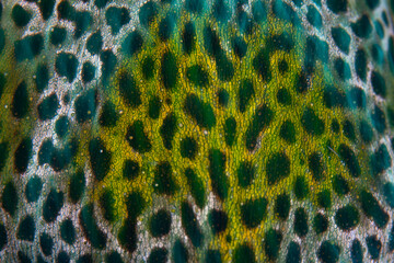 Detail of the toxic epidermis of a juvenile Star pufferfish, Arothron stellatus, in Lembeh Strait, Indonesia. The skin contains tetrodotoxin.