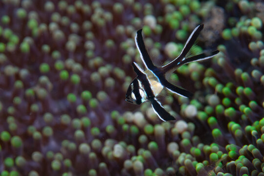 A juvenile Banggai cardinal fish, Pterapogon kauderni, swims near the tentacles of a host anemone in Lembeh Strait, Indonesia. This species is native to the Banggai Archipelago near Sulawesi.