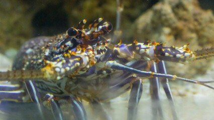 lobster on the rocks