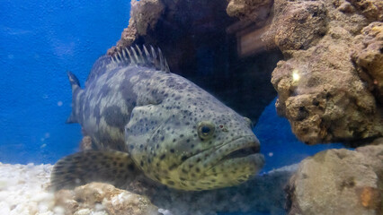 fish in aquarium