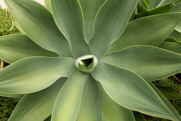 Detail of a very large and healthy green Agave plant