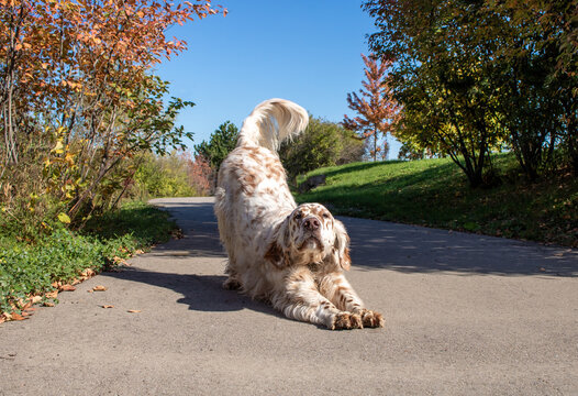 Orange and White English Setter Dog Positioned in down dog yoga pose while at the park on bright sunny day