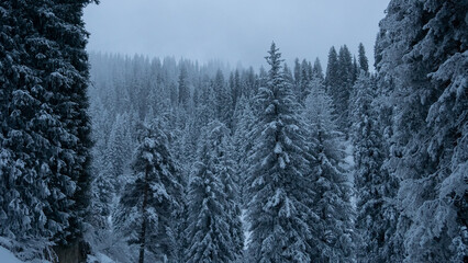 Snow trees in a mountain forest on a foggy morning