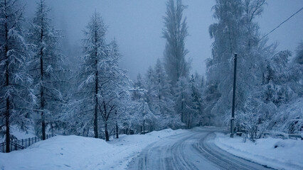 Obraz premium Snow trees in a mountain forest on a foggy morning