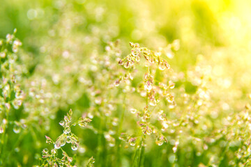 ray of morning sun, spikelets of meadow grasses covered with large drops of dew or rain, which...