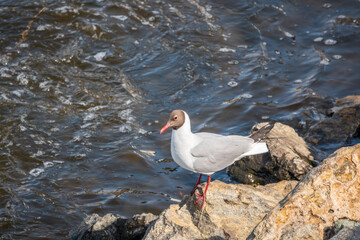 Black-headed gull, lat. Chroicocephalus ridibundus, sits on the river shore