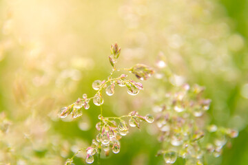 ray of morning sun, spikelets of meadow grasses covered with large drops of dew or rain, which...