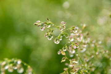 large drops of abundant dew or rain on the seed panicles of bluegrass meadow