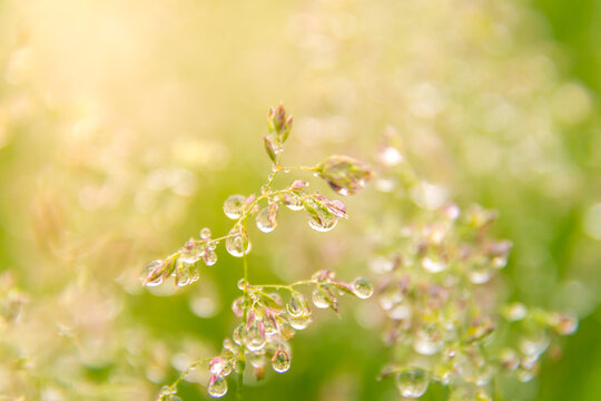 ray of morning sun, spikelets of meadow grasses covered with large drops of dew or rain, which reflect world around them