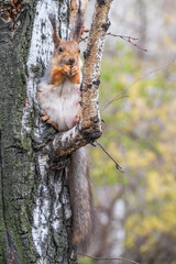 The squirrel with nut sits on a branches in the spring or summer.